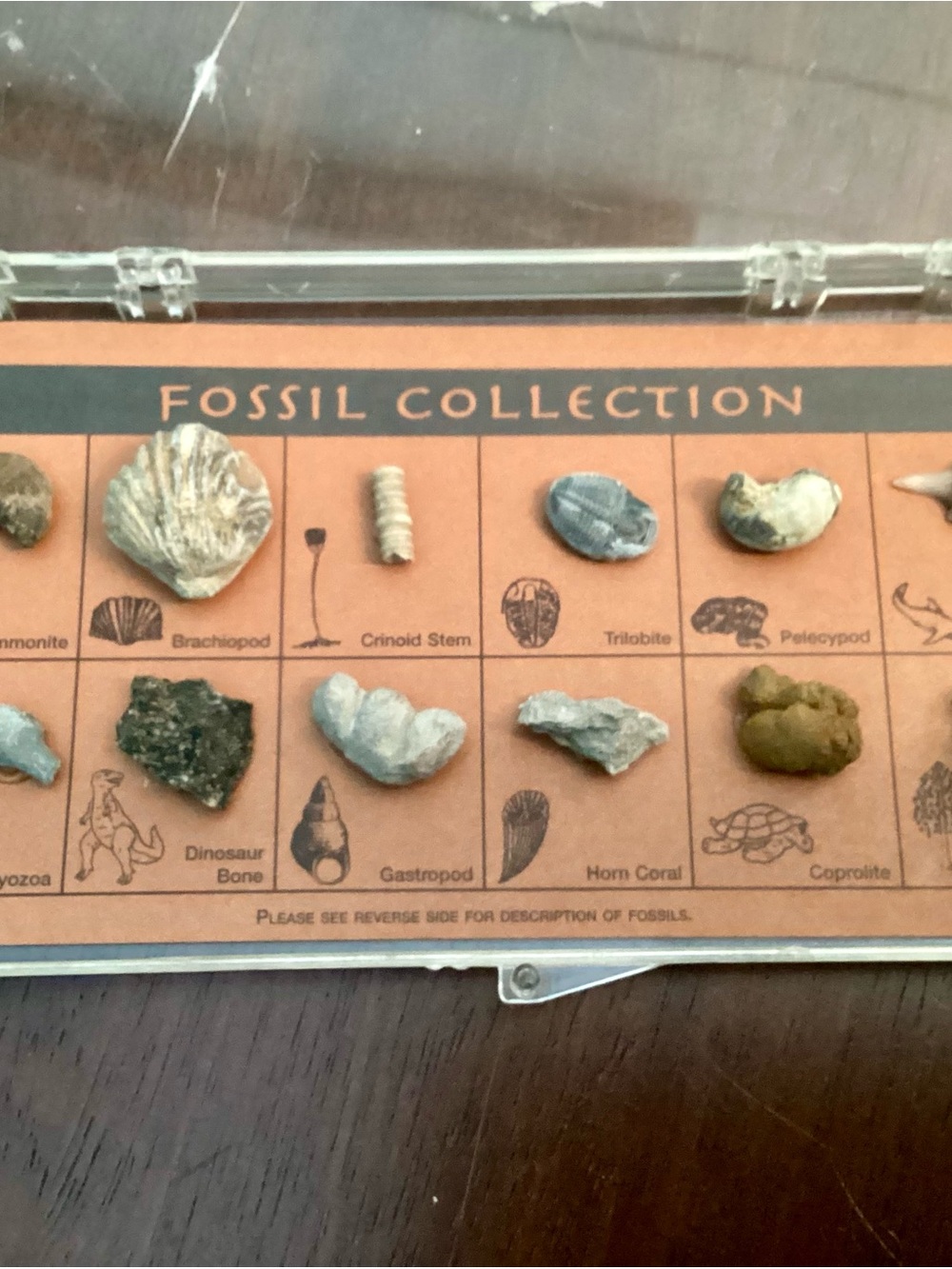 Fossil Collection Display with Assorted Fossils - Orange/Tan